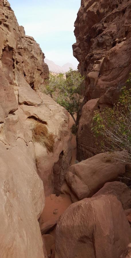 Wadi Rum Camels Camp Екстер'єр фото